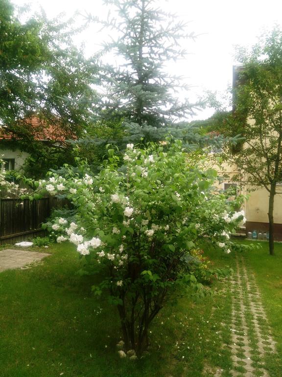 Pensiunea Paloma 3 Stele Brašov Exteriér fotografie
